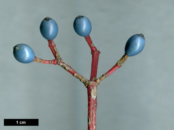 High resolution image: Family: Adoxaceae - Genus: Viburnum - Taxon: ×globosum - SpeciesSub: 'Jermyns Globe' (V.atrocyaneum × V.davidii)